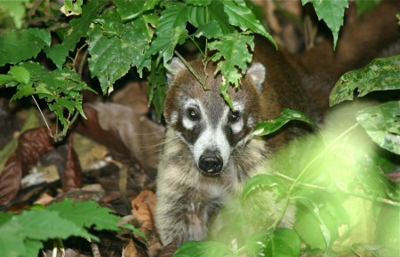 White-nosed Coati Nasua nasua Carara National Park, Costa Rica